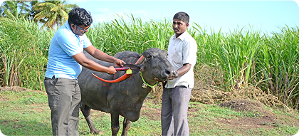 Animal Health